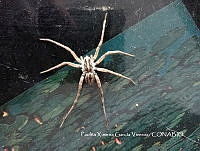 MN6TL0013 Hogna antelucana.jpg