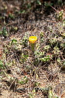 3R 01253 Echinocereus pentalophus.jpg