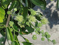 JRBBFM026-11 Pithecellobium dulce.jpg