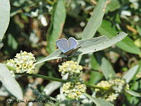 ADJ0291 Hemiargus ceraunus ssp. gyas.jpg