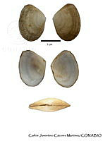 KT014 0377 Tellina  reclusa.JPG