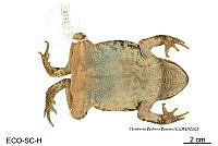 ME006 herp SCLC 0014 Incilius valliceps - (Wiegmann, 1833).jpg