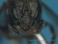 JAMR1282 Nannotrigona perilampoides.jpg