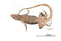 ME006 rep 0066 Ctenosaura similis.jpg