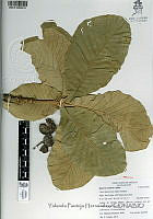 YPH3207 Quercus resinosa.jpg