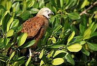 AARA02 Busarellus nigricollis.jpg