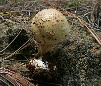 EPS0002 Amanita multisquamosa.JPG