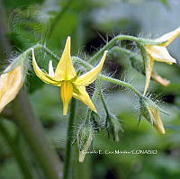 RG055 0092 Solanum lycopersicum.jpg