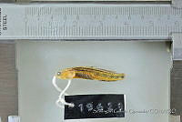 SGQ0655 Elacatinus puncticulatus.jpg