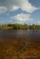 OAO0386 Crocodylus acutus.jpg