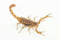 MASM07593 Centruroides limpidus.jpg
