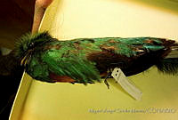 MASM04545 Pharomachrus mocinno.jpg