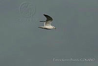 PRB0084 Larus delawarensis.jpg
