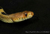 MASM03481 Pituophis deppei.jpg