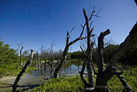 IDG1160 Holbox, Quintana Roo.jpg