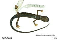 ME006 herp SCLC 0266 Ixalotriton niger - Wake & Johnson, 1989.jpg