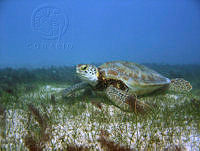 HBB0169 Chelonia mydas.jpg