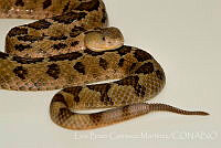 LBCM026 Crotalus ravus.jpg