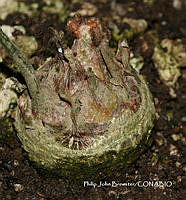 PJB ME014 234 Zamia paucijuga.JPG