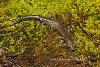 JCC0441 Aquiloeurycea cephalica.JPG