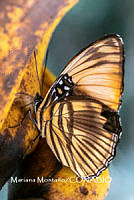 MN6F0136 Adelpha sp..jpg