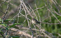 MGaves 2805 Vireo bellii.jpg