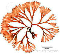 LDGR066 Scinaia johnstoniae.jpg