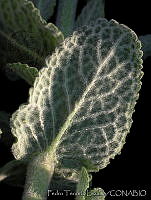 PTL1642 Mentha rotundifolia.jpg