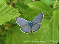 JCGM01070 Hemiargus ceraunus ssp. astenidas.jpg