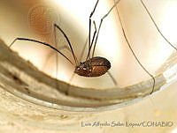 LASL0100 Leiobunum sp..jpg