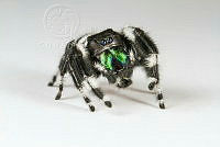 MASM08116 Phidippus audax.jpg