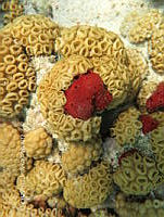 NE018 0468 Palythoa caribaeorum.jpg