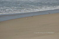 HJ6- 1834 Anarhynchus wilsonia.jpg