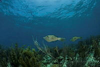 IDG1638 Aluterus scriptus.jpg
