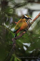 GMC02 Eumomota superciliosa.jpg