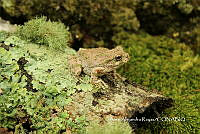 MN6F0173 Dryophytes Arenicolor.jpg
