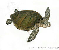 MAPM1035 Lepidochelys kempii.jpg