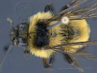 JAMR004 Bombus wilmattae.jpg