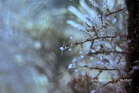 NE018 0771 Pennaria disticha.jpg
