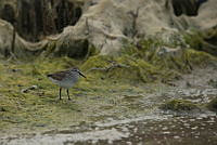 IDG1459 Calidris fuscicollis.jpg