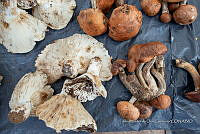 IMDOC Hong 0077 Russula adusta.jpg