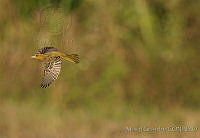 MGaves3182 Icterus spurius.jpg