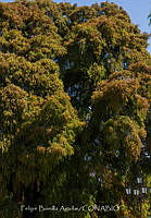 FBA1358 árbol del Tule en Oaxaca.jpg