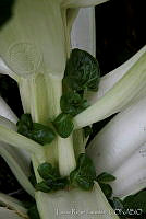 LRP0473 Beta vulgaris.jpg