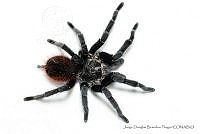 JDBP0072 Brachypelma vagans.jpg