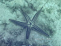 NE018 0920 Astropecten.jpg