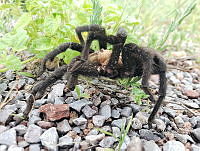 RE009 0044 Aphonopelma pallidum.jpg