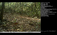FJBL0156 Zentrygon albifacies.jpg