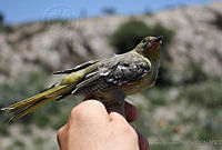 KMS0036 Icterus parisorum.jpg