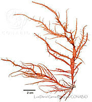 LDGR043 Grateloupia prolongata.jpg